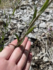 Boechera sparsiflora