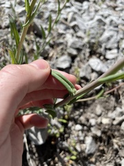 Boechera sparsiflora