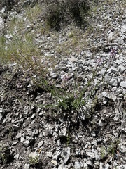 Boechera sparsiflora