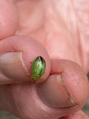 Peltoschema perplexum