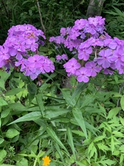 Phlox carolina