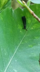 Mystacides sepulchralis