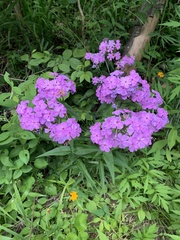 Phlox carolina