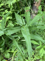 Phlox carolina