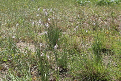 Asphodelus fistulosus