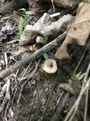 Craterellus foetidus