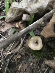 Craterellus foetidus