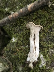 Craterellus foetidus