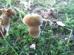 Cyanoboletus cyaneitinctus