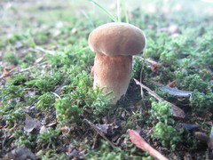 Cyanoboletus cyaneitinctus