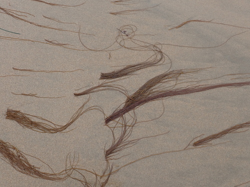 Image of Gracilariopsis andersonii by (c) Allison Gong, some rights reserved (CC BY)