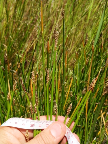 Image of Eleocharis macrostachya by (c) Ken-ichi Ueda, some rights reserved (CC BY)