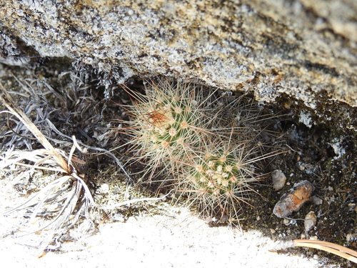 Echinocereus pacificus
