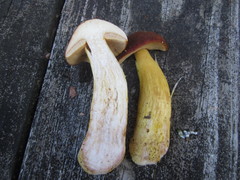 Aureoboletus roxanae