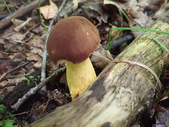 Aureoboletus roxanae