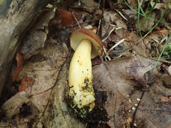 Aureoboletus roxanae