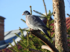 Columba palumbus
