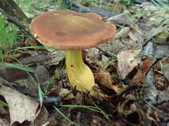 Aureoboletus roxanae