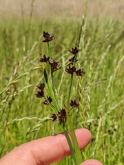 Juncus phaeocephalus paniculatus