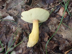 Aureoboletus roxanae
