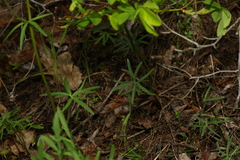 Delphinium sutherlandii