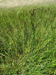 Juncus phaeocephalus paniculatus