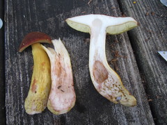 Aureoboletus roxanae