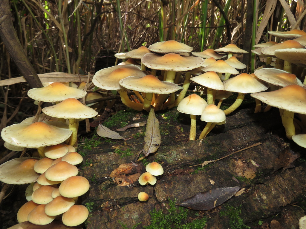 Hypholoma fasciculare · June 2018 · photo: © nicoolejnik (iNaturalist, cc-by)