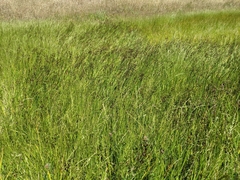Juncus phaeocephalus paniculatus