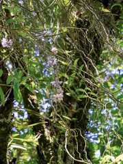 Dendrobium linguella