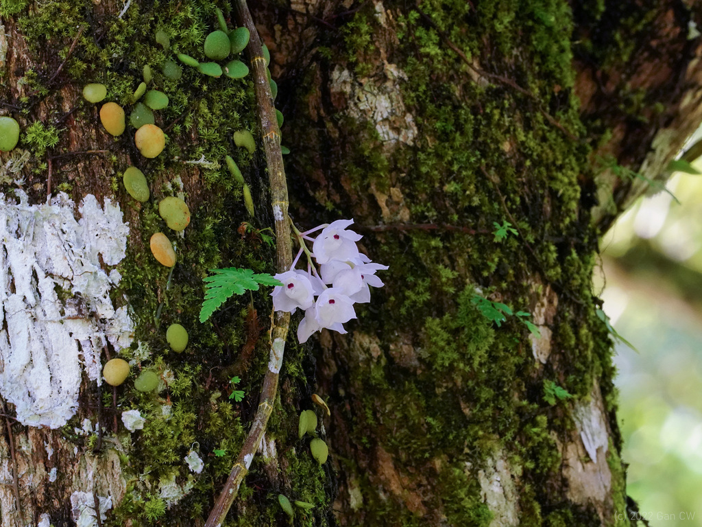 Dendrobium linguella; photograph (c) Cheongweei Gan, some rights reserved (CC BY)
