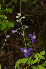 Delphinium sutherlandii