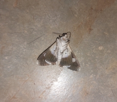 Melipotis nigrobasis