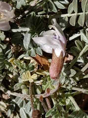 Astragalus calycosus