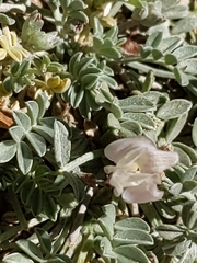 Astragalus calycosus