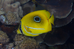 Chaetodon bennetti
