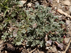 Astragalus calycosus