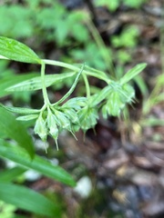 Lithospermum subsetosum