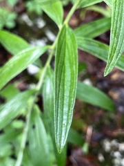 Lithospermum subsetosum