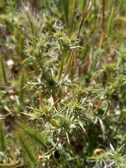 Eryngium castrense