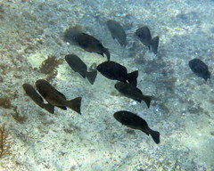 Girella elevata