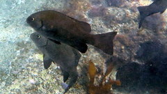 Girella elevata