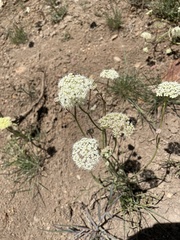 Perideridia bolanderi