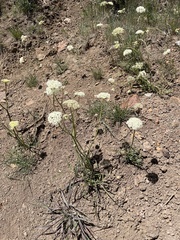 Perideridia bolanderi