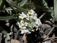 Oreocarya suffruticosa