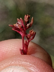 Crassula aquatica