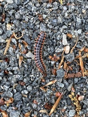 Pseudopolydesmus canadensis