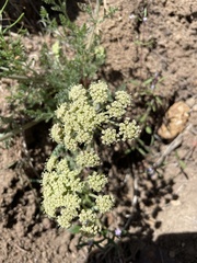Lomatium donnellii