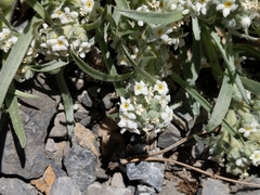 Oreocarya suffruticosa