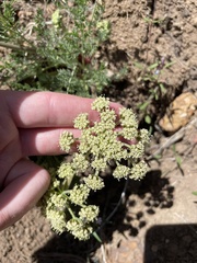 Lomatium donnellii
